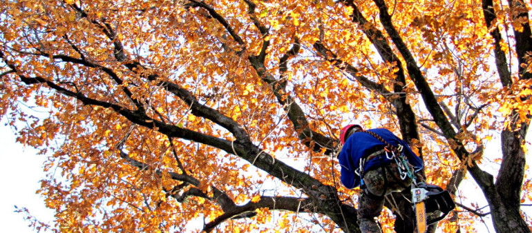 Prace wysokościowe i porządkowe