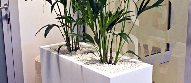 Zieleń we wnętrzach